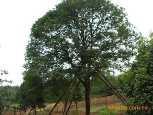 供應湖南優質八月桂苗木，盡在農苗網與瀏陽林子洲苗圃