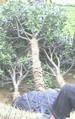 綠化苗木產(chǎn)品介紹與欣賞 120 苗木圖片信息詳解