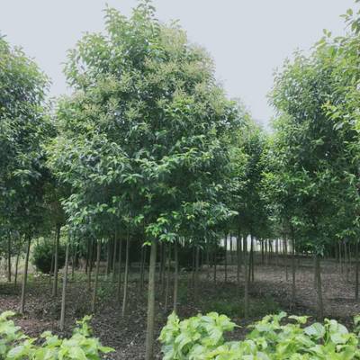 沛縣大葉女貞種植基地 優質14公分大葉女貞苗木選購指南